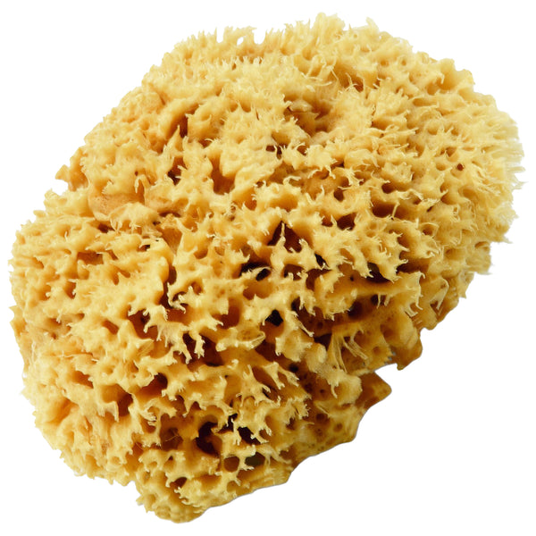 Naturschwamm Magic Sponge | 12 cm | für Wohnraumgestaltung | Schuller Eh`klar